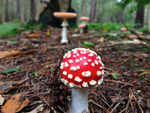 Fly Agaric, Amanita muscaria